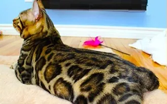 ヘリテージ