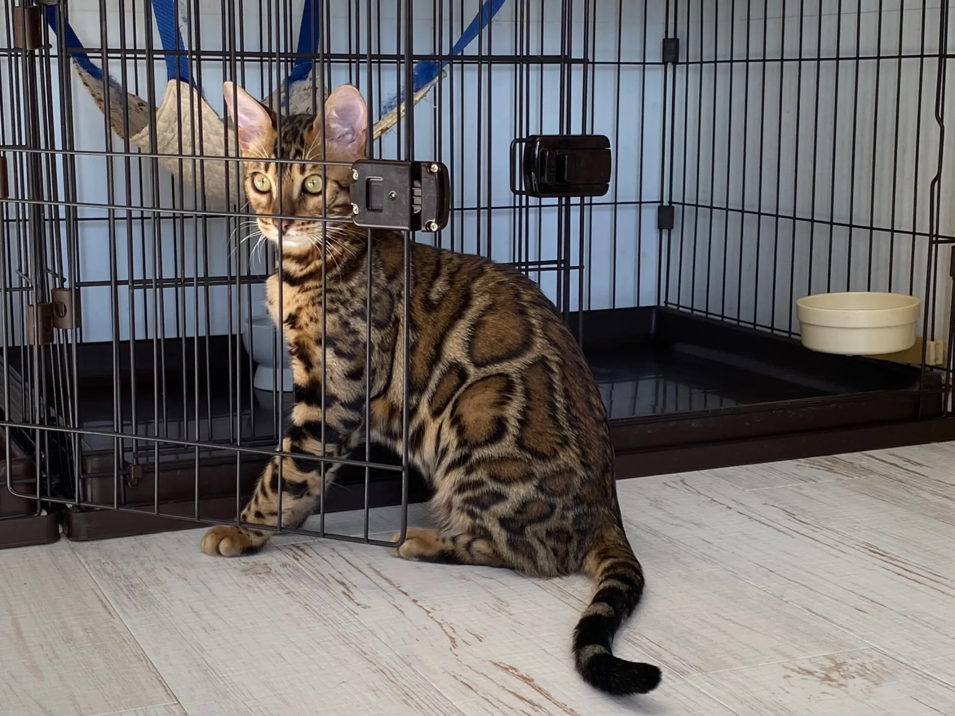 ベンガル子猫ちゃんご家族が決まりました🌺埼玉県にまいります。