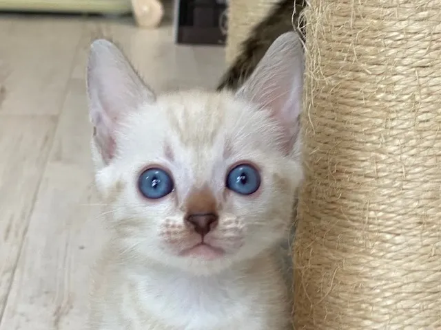 アリスちゃん(仮)