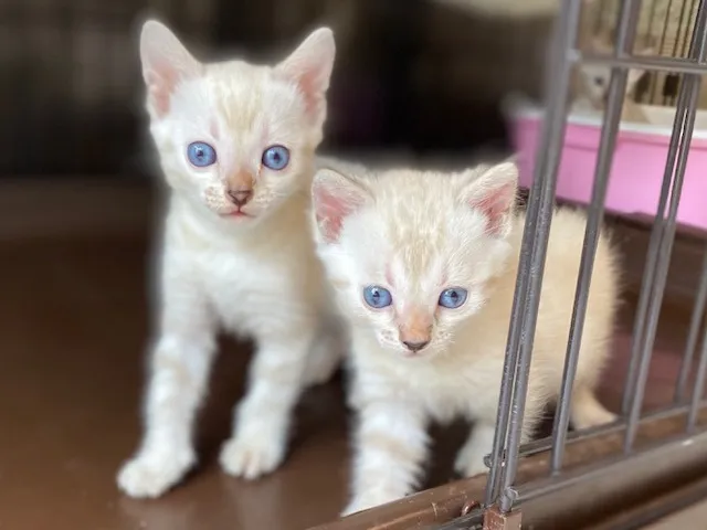 4匹のスノーベンガルの子猫ちゃん達💗